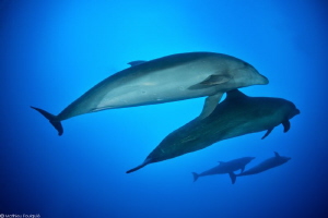 4 Tursiops truncatus (Rangiroa) by Mathieu Foulquié 